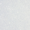 Panneaux polyester pour boucherie, traiteur ou laboratoire | NomaCool